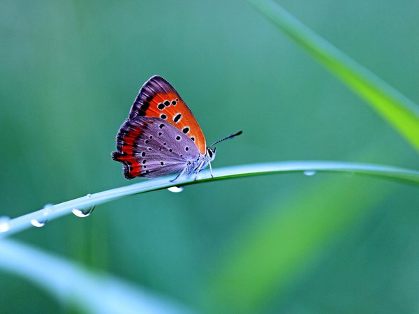 бабочка, капли, контраст, трава