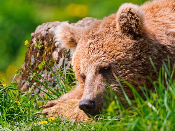 медведь, отдых, спит, травка