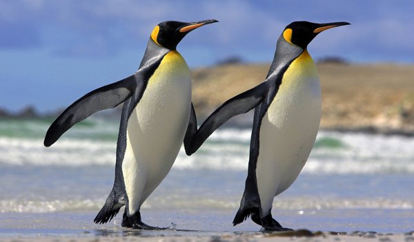 Обои на рабочий стол: дружба, животные, любовь, пингвины