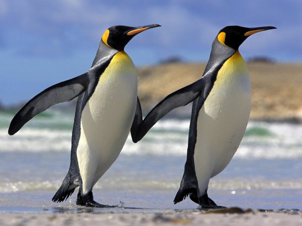 дружба, животные, любовь, пингвины
