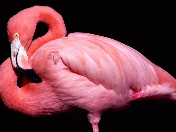 клюв, птица, розовый, фламинго, черный фон