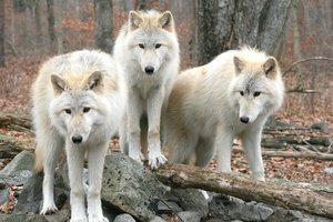 Обои на рабочий стол: wolfs, волки, деревья, лес, природа