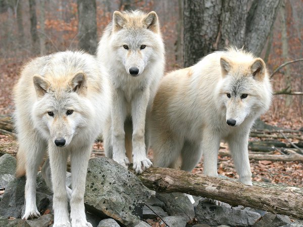 wolfs, волки, деревья, лес, природа