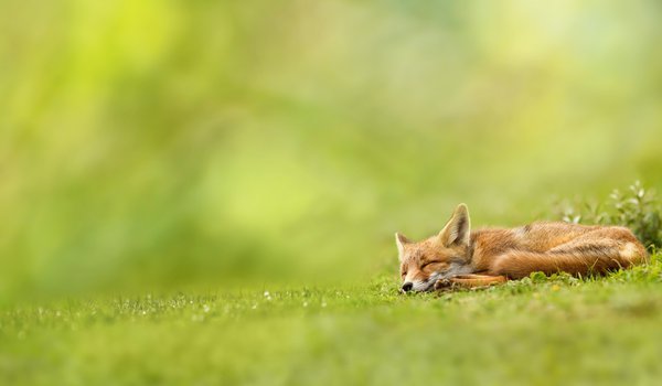Обои на рабочий стол: зелень, лиса, лисица, природа, рыжая, спит, трава