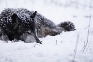 Обои на рабочий стол: волк, снег, холод