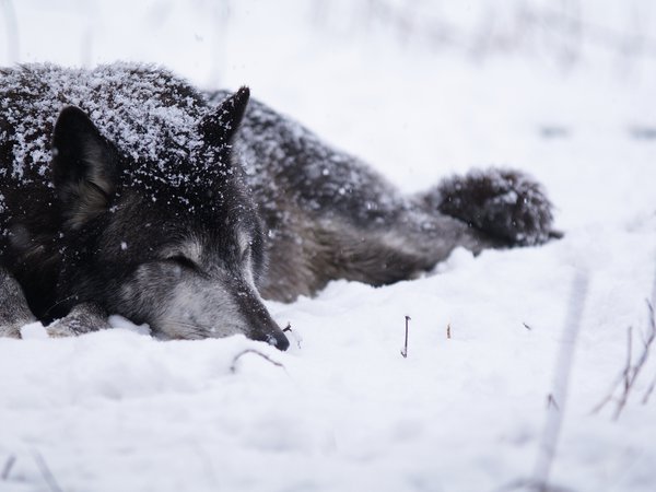 волк, снег, холод