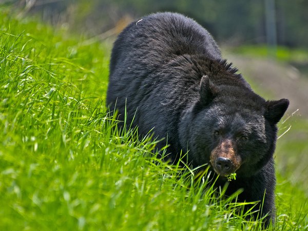 медведь, природа, трава
