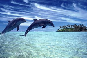 Обои на рабочий стол: дельфины, море, небо, пейзаж, природа