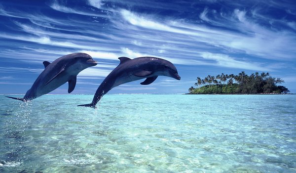 Обои на рабочий стол: дельфины, море, небо, пейзаж, природа