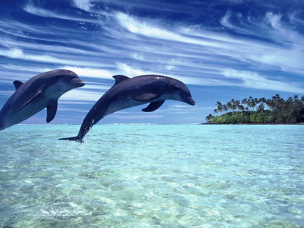 дельфины, море, небо, пейзаж, природа