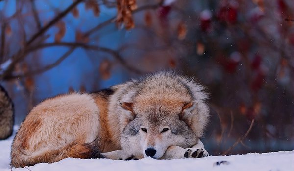Обои на рабочий стол: волк, животное, зима, лес, снег