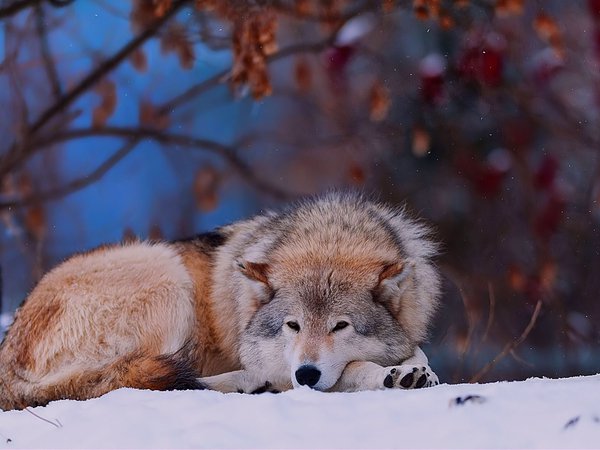 волк, животное, зима, лес, снег