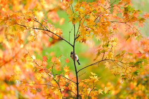 Обои на рабочий стол: воробей, дерево, клён, листва, осень, птичка, японский