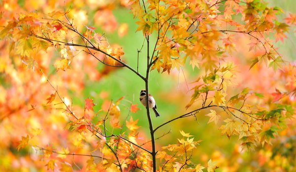 Обои на рабочий стол: воробей, дерево, клён, листва, осень, птичка, японский