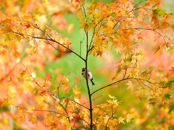 воробей, дерево, клён, листва, осень, птичка, японский