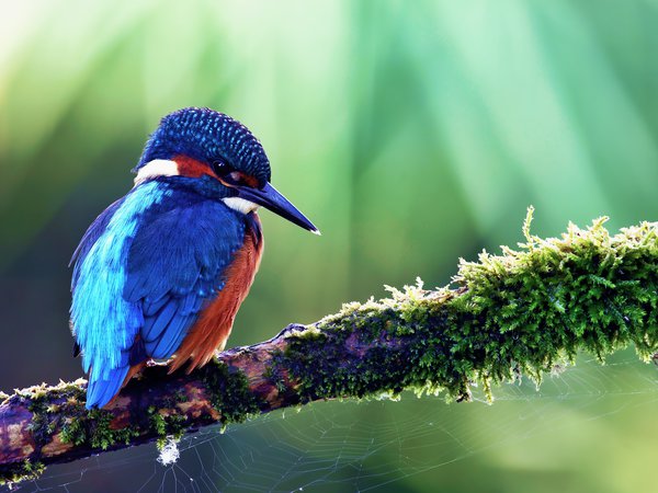 alcedo atthis, kingfisher, обыкновенный зимородок, птица