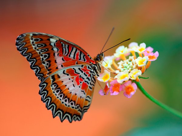 бабочка, крылья, фон, цветок