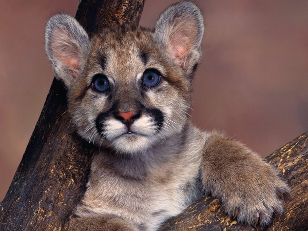 cougar, голубые глаза, пума