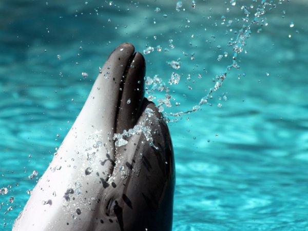 dolphin, брызги, вода, дельфин