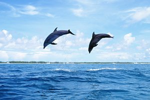 Обои на рабочий стол: вода, дельфины, млекопитающее, море, небо, острова, природа, прыжок