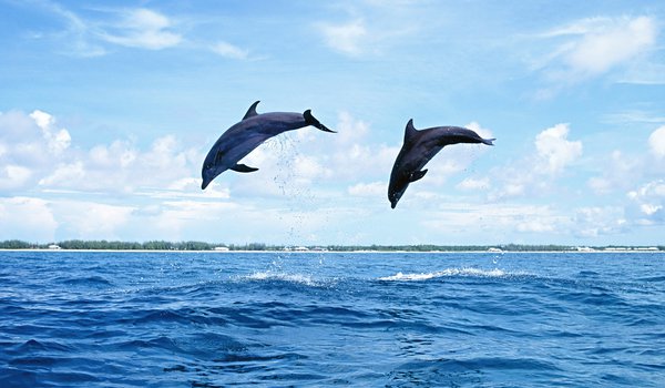 Обои на рабочий стол: вода, дельфины, млекопитающее, море, небо, острова, природа, прыжок