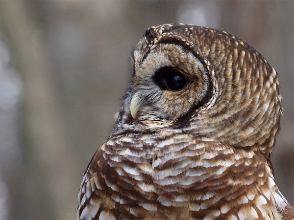 Barred Owl, Strix Varia, блики, пестрая неясыть, профиль, птица, серый, сова, фон