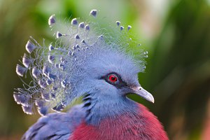 Обои на рабочий стол: Victoria Crowned Pigeon, венценосный голубь, перья, птица
