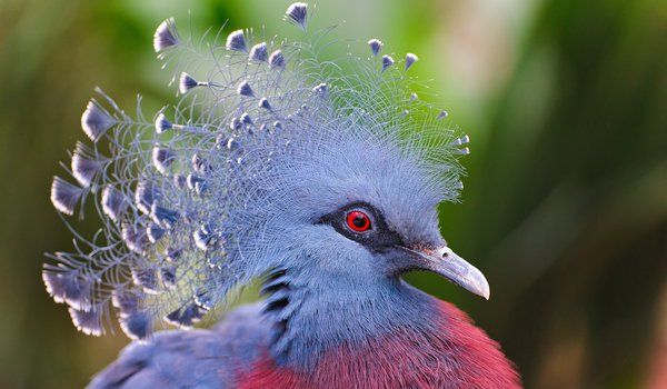Обои на рабочий стол: Victoria Crowned Pigeon, венценосный голубь, перья, птица