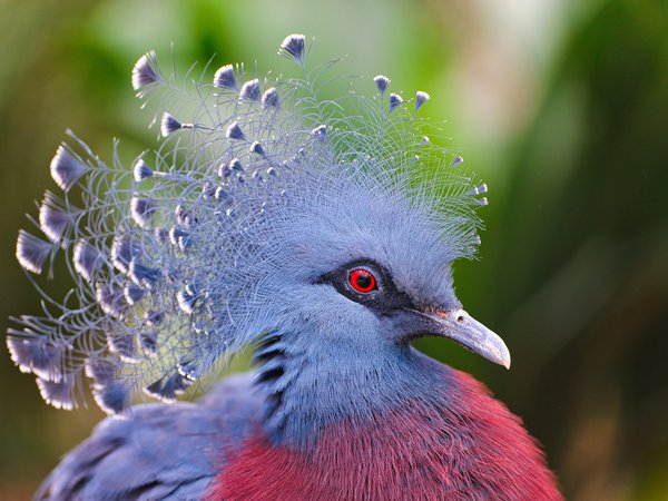Victoria Crowned Pigeon, венценосный голубь, перья, птица