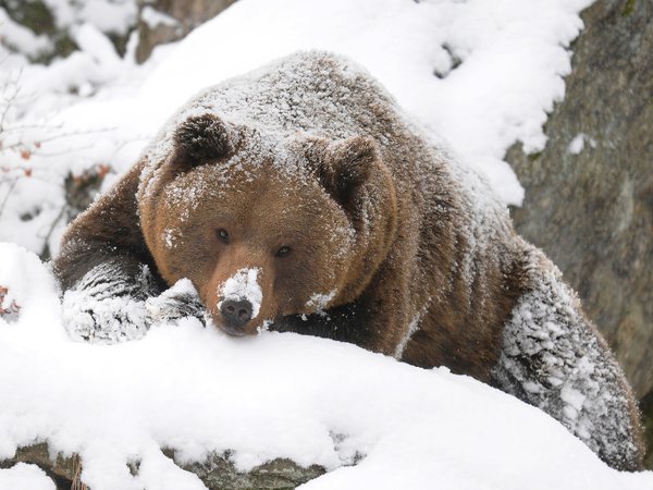 гризли, зима, медведь