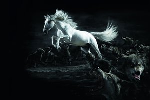 Обои на рабочий стол: horse, wolf, белый, волки, конь, полумрак