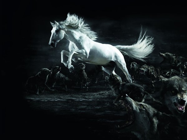horse, wolf, белый, волки, конь, полумрак