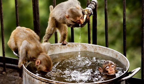 Обои на рабочий стол: вода, обезьяны, природа