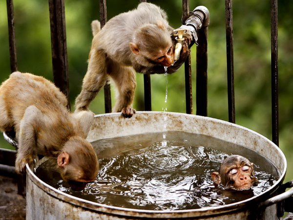 вода, обезьяны, природа
