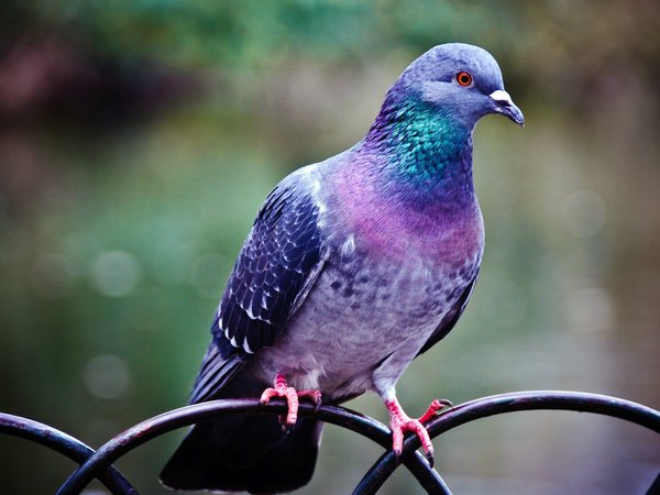 голубь, забор, лапы, ограда, окраска, оперение, перья, птица, цвет