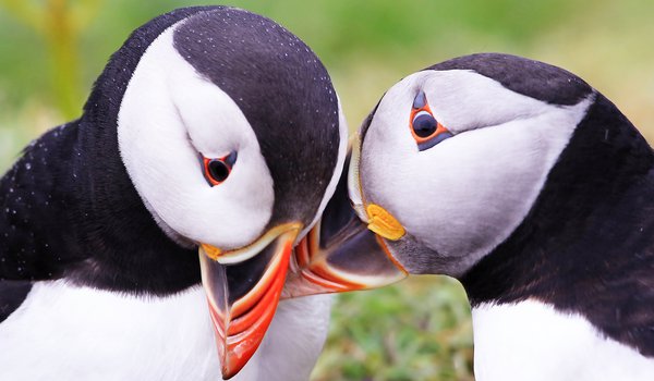 Обои на рабочий стол: Fratercula arctica, Puffins, Атлантический тупик, птицы