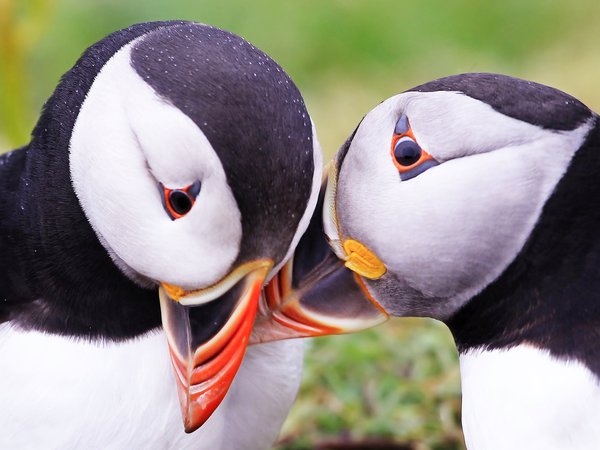 Fratercula arctica, Puffins, Атлантический тупик, птицы