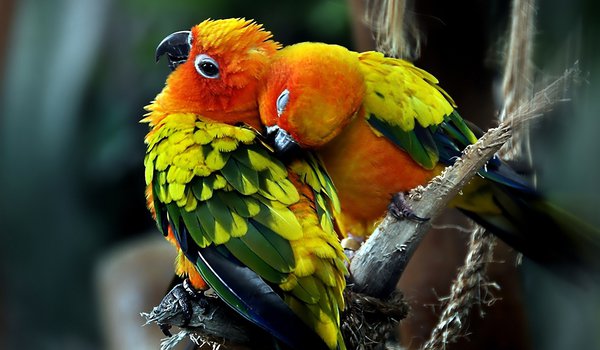 Обои на рабочий стол: любовь, пара, попугаи, птицы