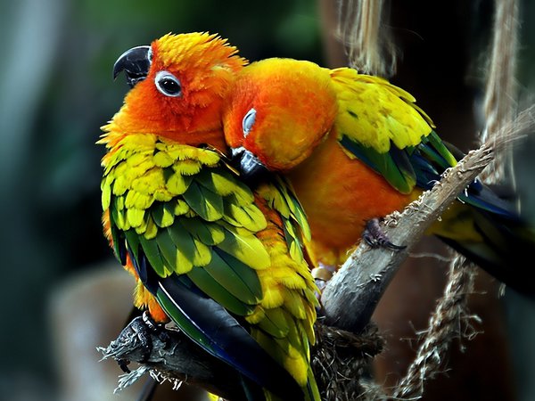 любовь, пара, попугаи, птицы