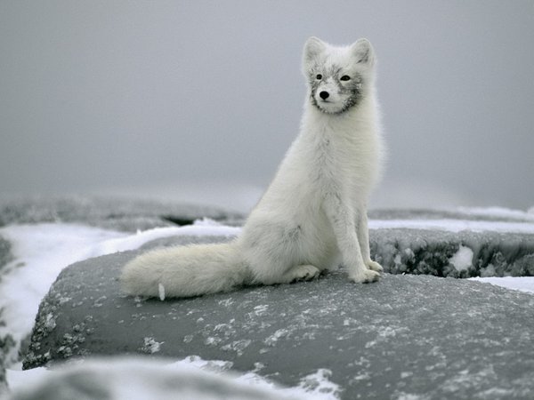 камни, песец, полярная лисица, сидит, снег