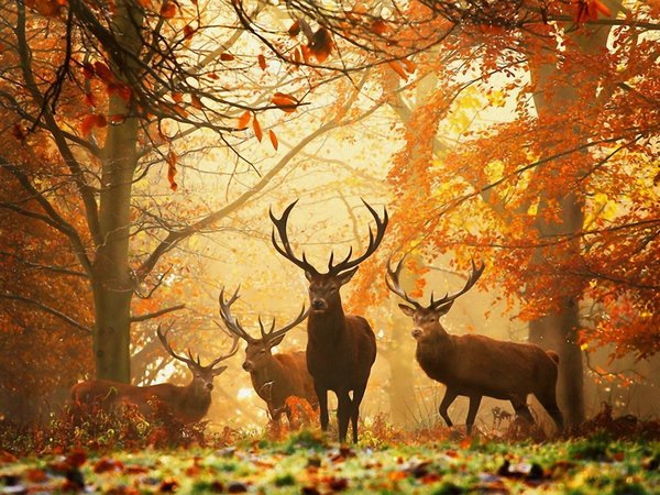 желтые листья, животные, лес, олени, осень, рога