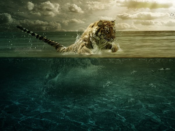 вода, прыжок, рыбы, тигр