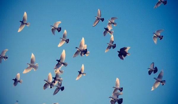 Обои на рабочий стол: голуби, крылья, небо, полет, птицы