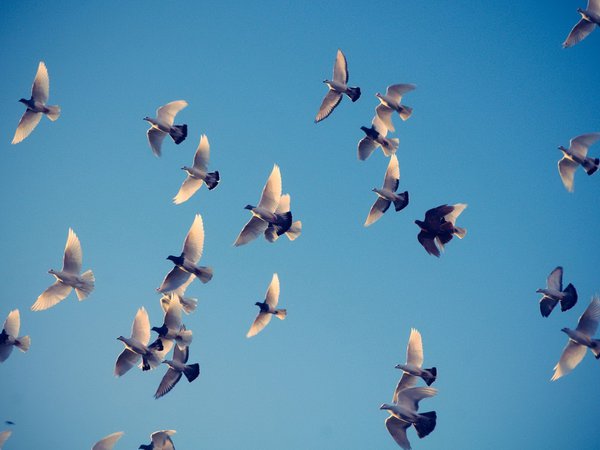 голуби, крылья, небо, полет, птицы