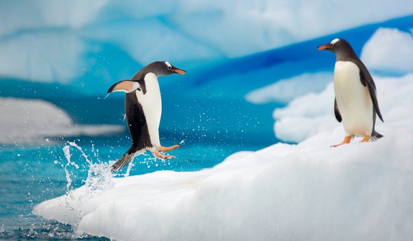 Обои на рабочий стол: ice, jump, penguin, spray, water, winter, брызги, вода, зима, лед, пингвин, прыжок