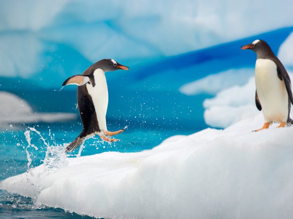 ice, jump, penguin, spray, water, winter, брызги, вода, зима, лед, пингвин, прыжок