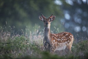 Обои на рабочий стол: блики, олень. природа, трава