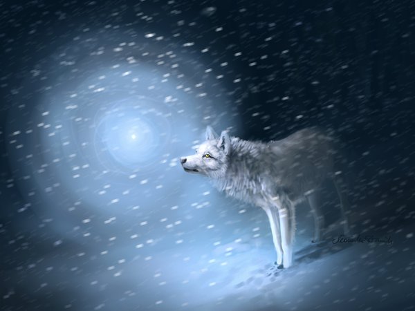 волк, метель, свет, следы, снег