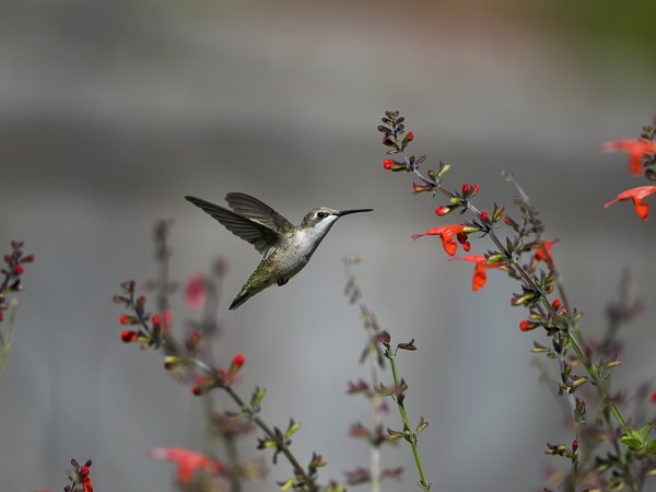 колибри, красные, полет, птица, цветы