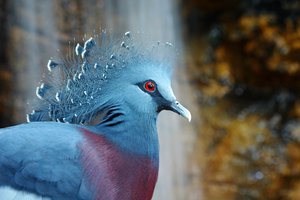Обои на рабочий стол: bird, Victoria Crowned Pigeon, венценосный голубь, птица